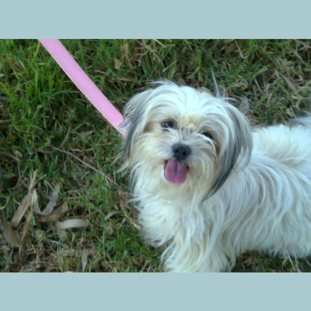 Photo of Rubi **On Adoption Trial**