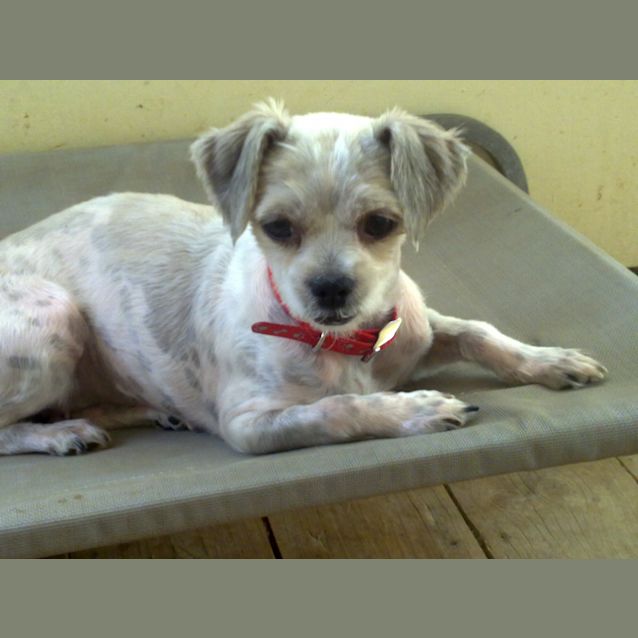 Photo of Rubi **On Adoption Trial**