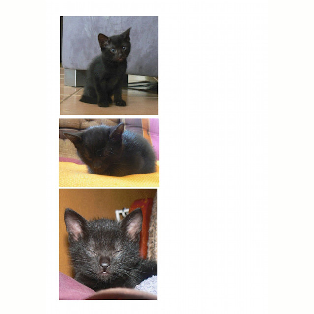 Photo of Kittens
