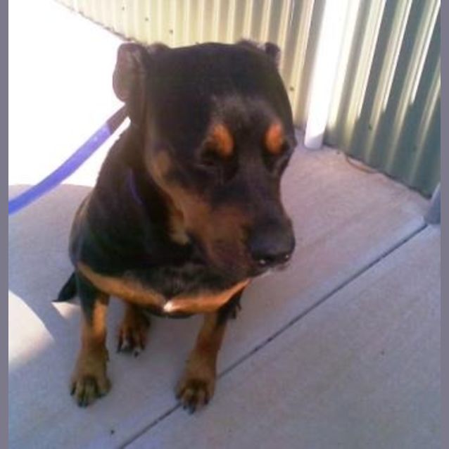 Photo of Rosa   Adoption Pending