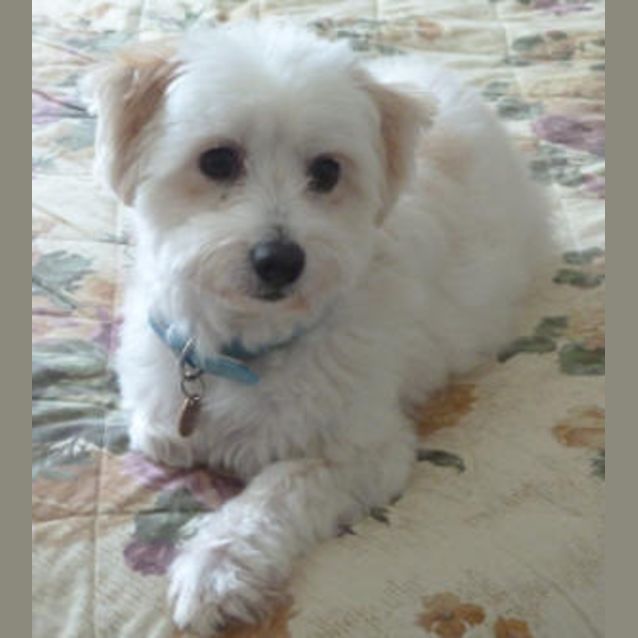Photo of Oliver