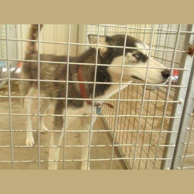 Photo of Urgent Impound 291