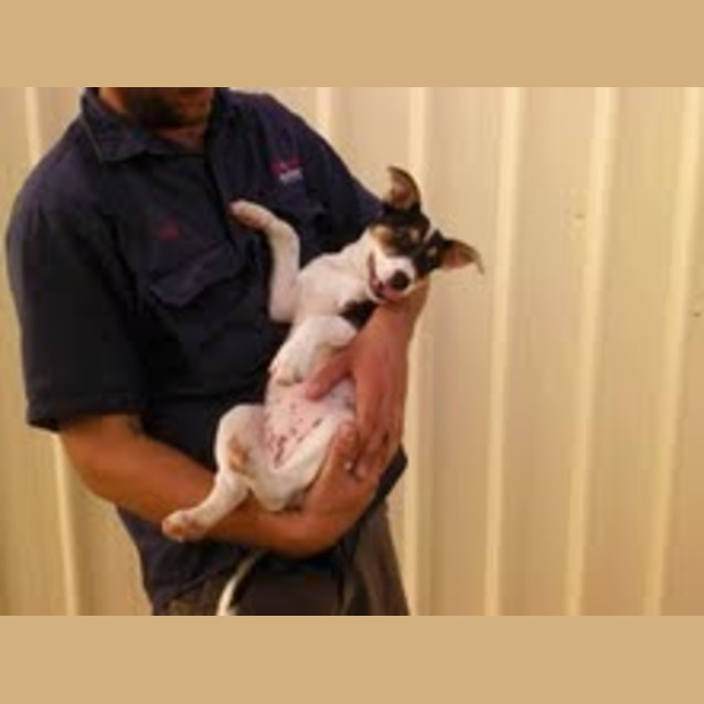 Photo of *Adoption Pending *Daisy