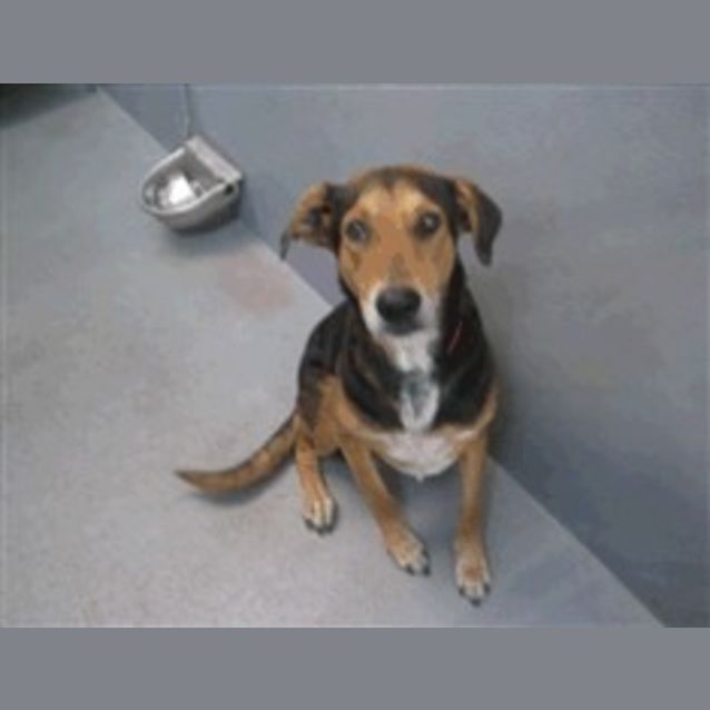 Photo of Pound Dog Urgent Foster Carer