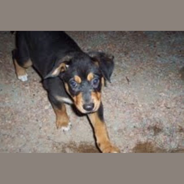 Photo of Diesel