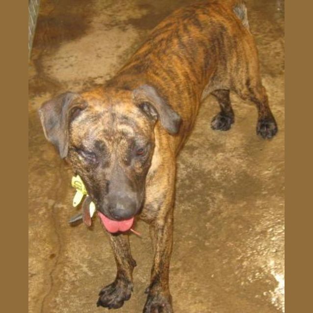 Photo of Precious Impound 747 Needs Help By Cob Today