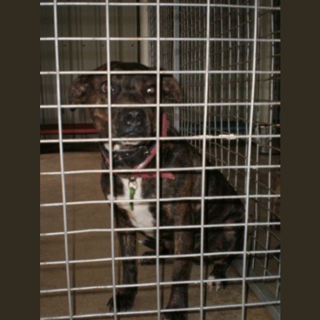 Photo of This Girl Only Has Till Cob Today Impound 5316