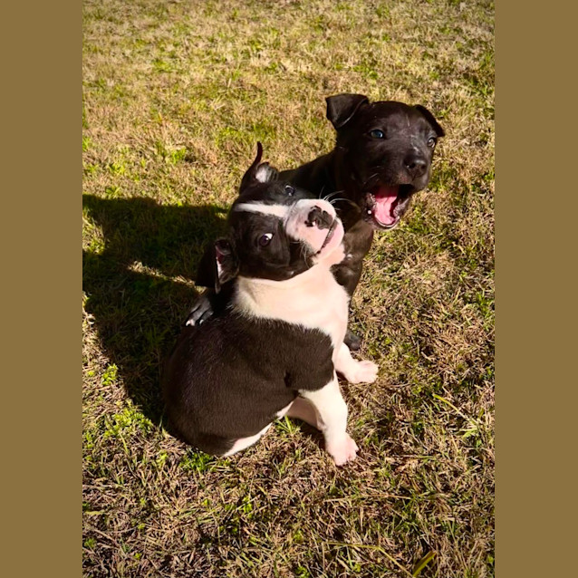 Photo of Wally   10 Week Old Staffy X