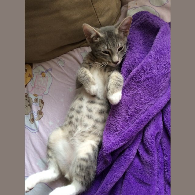 Photo of Sooty 