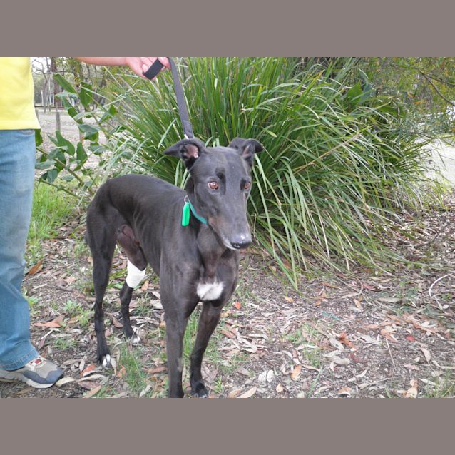 Photo of Moss   Trialling His New Home