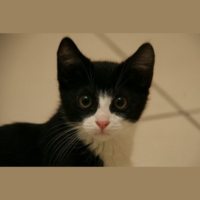 Photo of Midnight