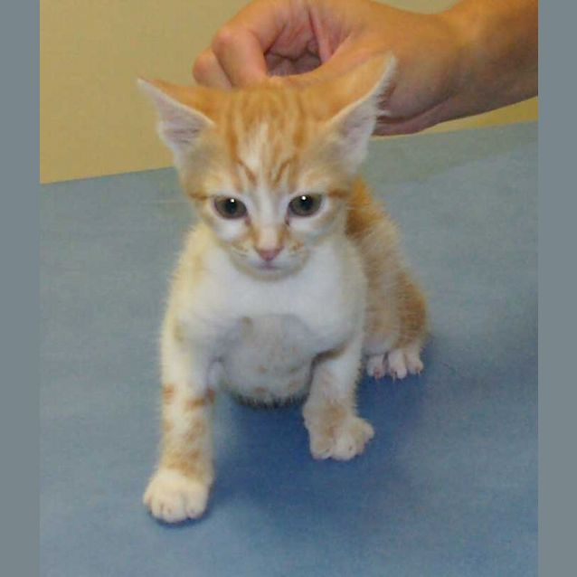 Photo of Midgie