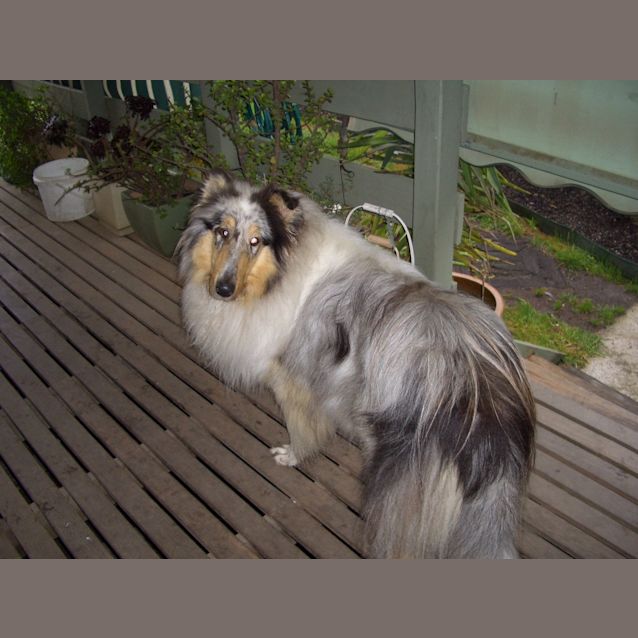 Photo of Popeye ****On Hold****