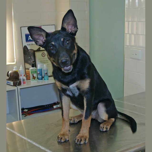 Photo of Stella