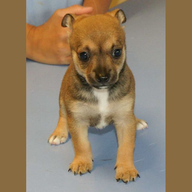 Photo of Scamp