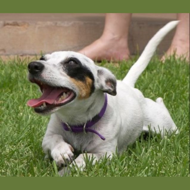 Photo of Ziggy   Adopted