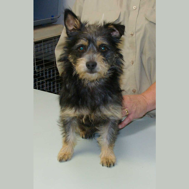 Photo of Pixie