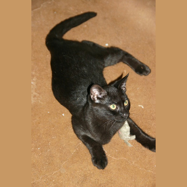 Photo of Sooty