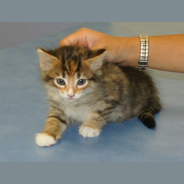 Photo of Jinx