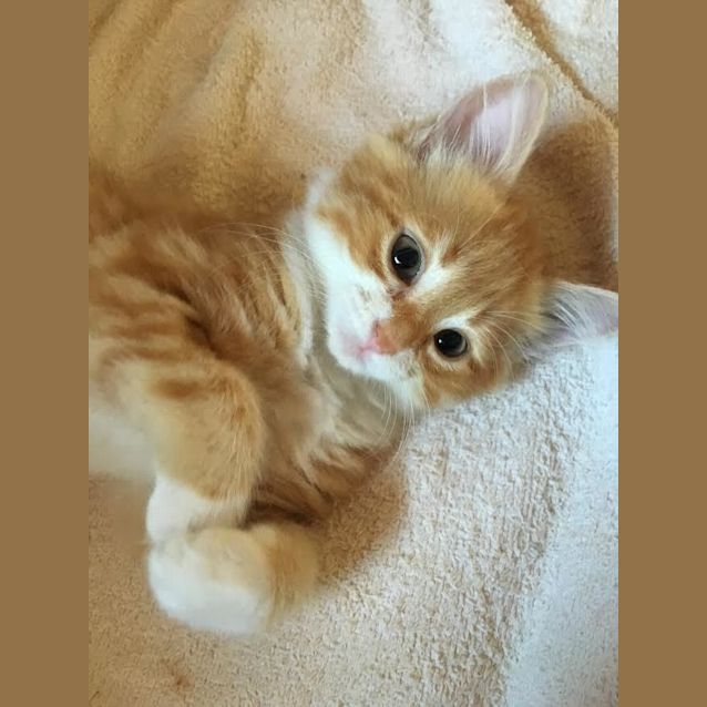 Photo of Aiyla