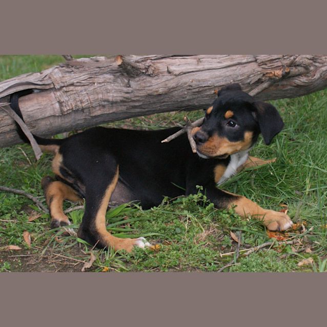 Photo of Abby