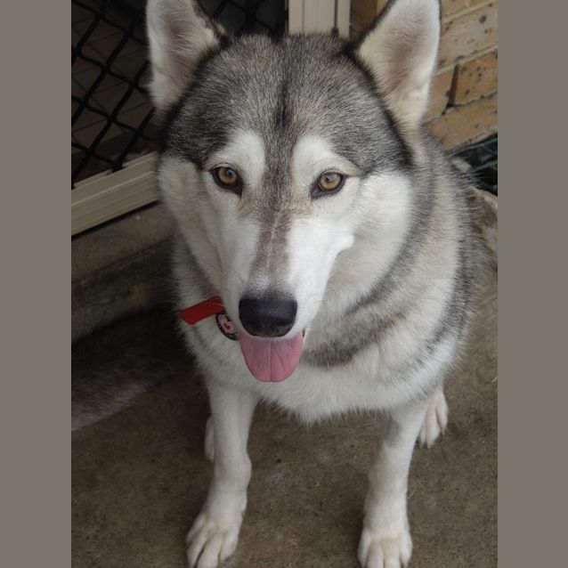Photo of Meesha