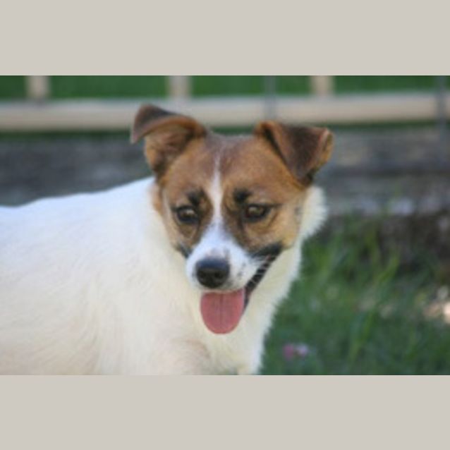 Photo of Honey