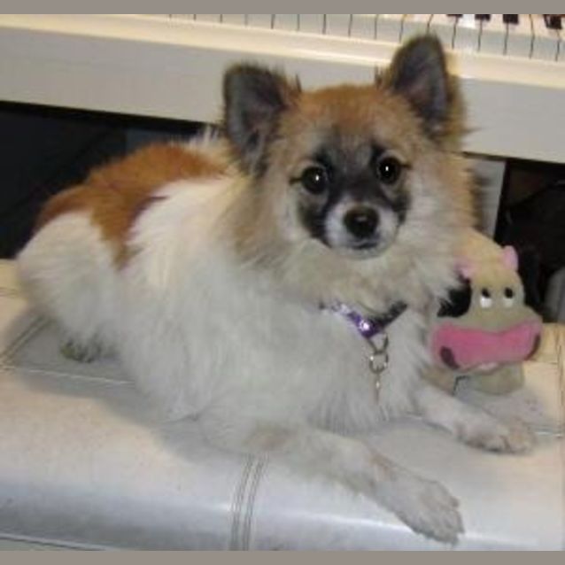 Photo of Figaro