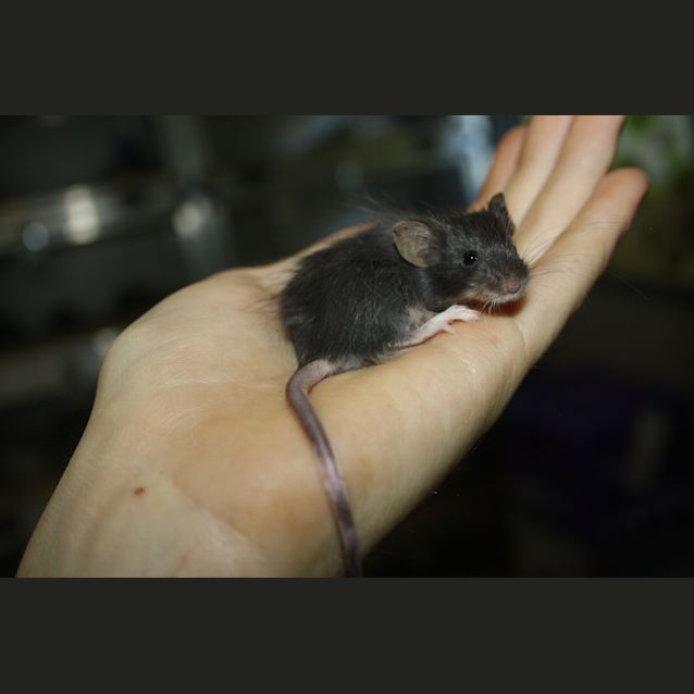 Photo of Mickey Mouse