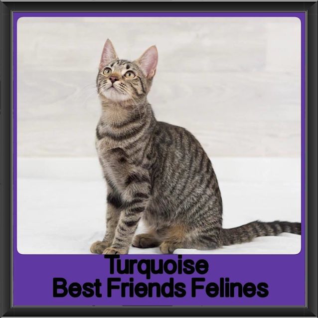 Photo of Turquoise