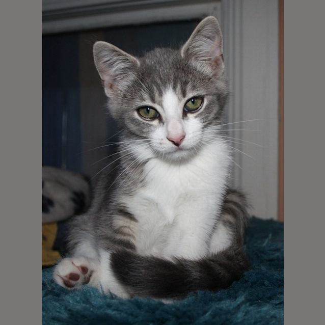 Photo of Missy *On Trial*
