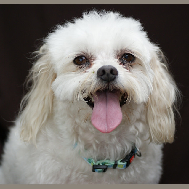 Photo of Bella