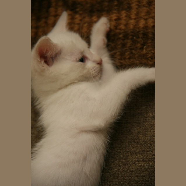 Photo of Pure White Babies