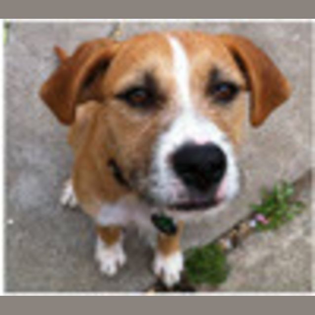 Photo of Ruby ***On Hold***