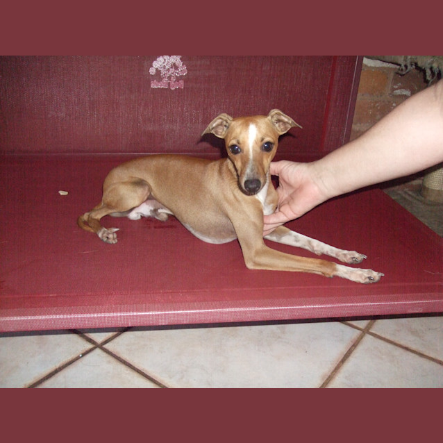 Photo of Tom ***On Hold***