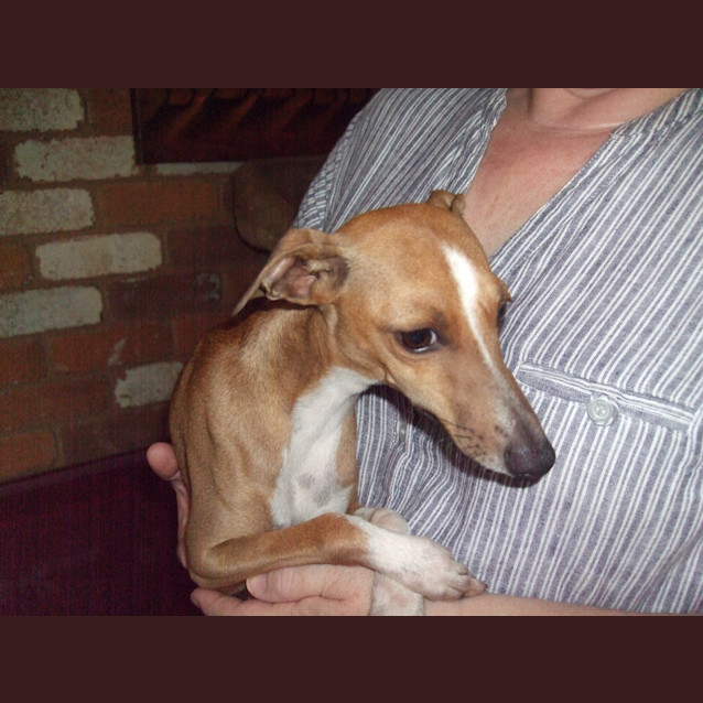 Photo of Tom ***On Hold***