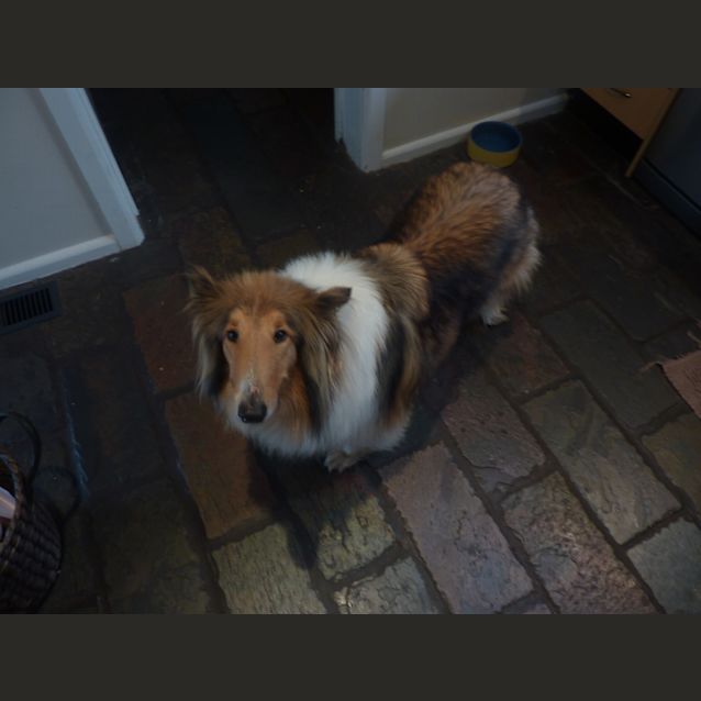 Photo of Tinker  *****On Hold*****