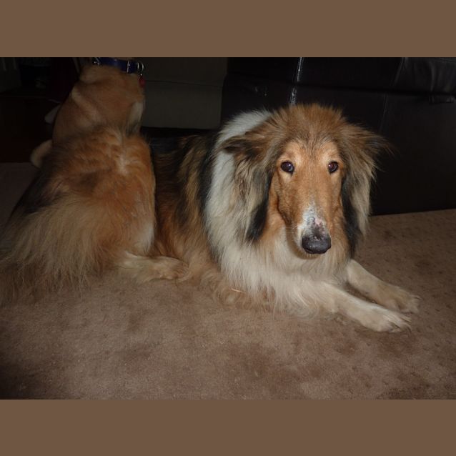 Photo of Tinker  *****On Hold*****