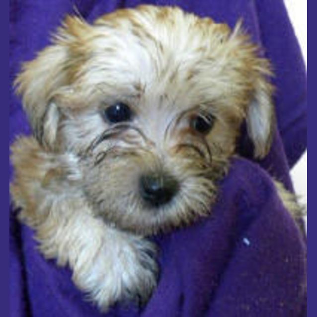 Photo of Deenie