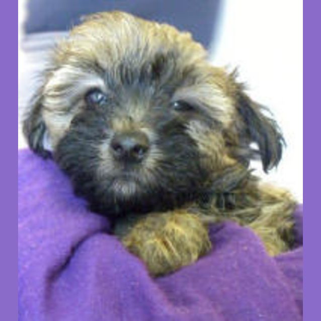 Photo of Beenie