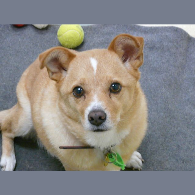 Photo of Rusty "A6910"