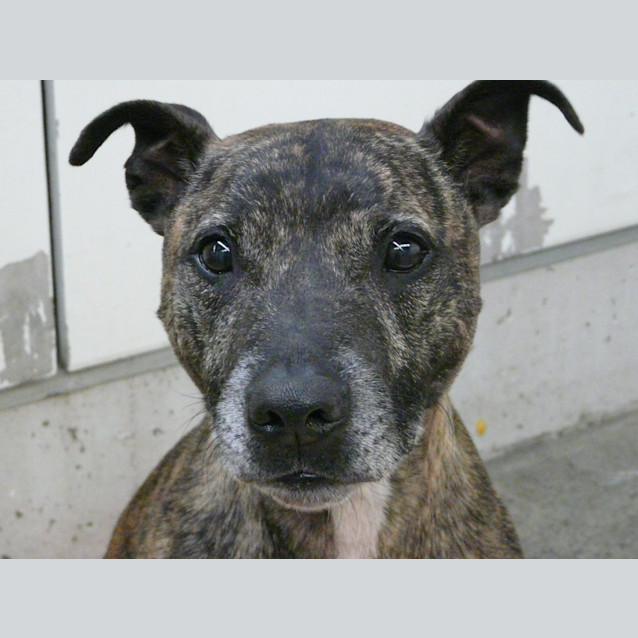 Photo of Monty "A6834"