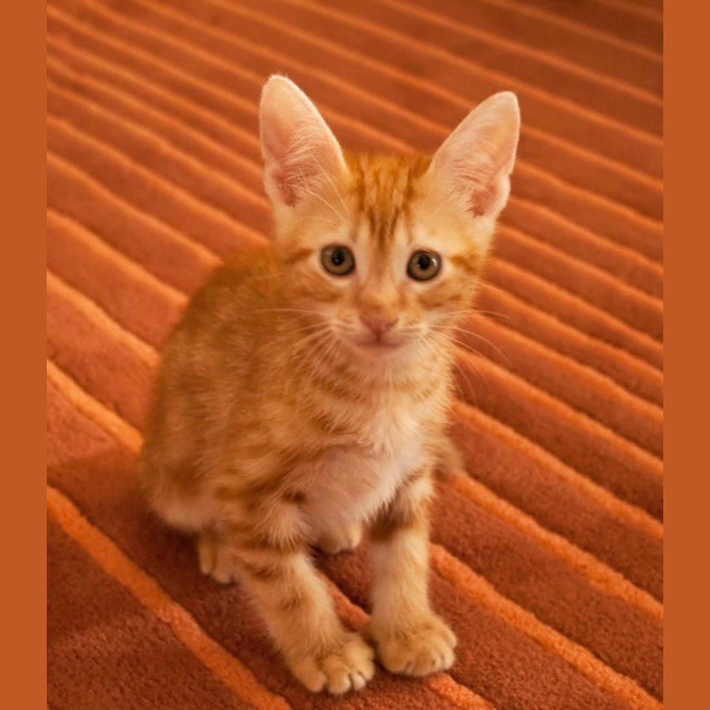 Photo of Chey (C1579) **Adopted**