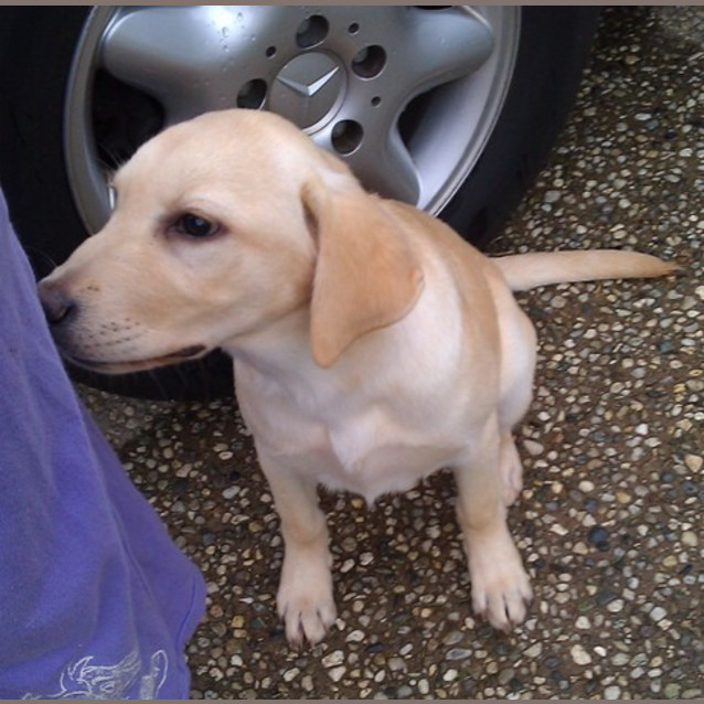 Photo of Dolly