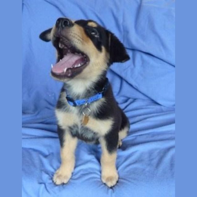 Photo of Dexter (D1817)*Adopted*