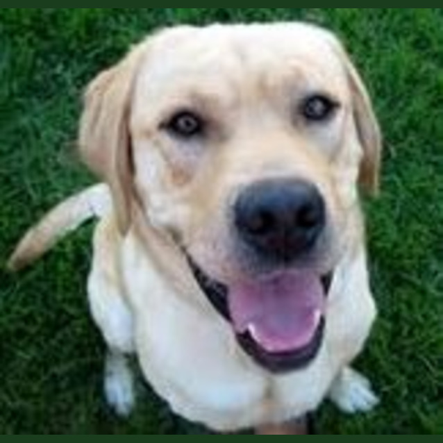 Photo of Marley