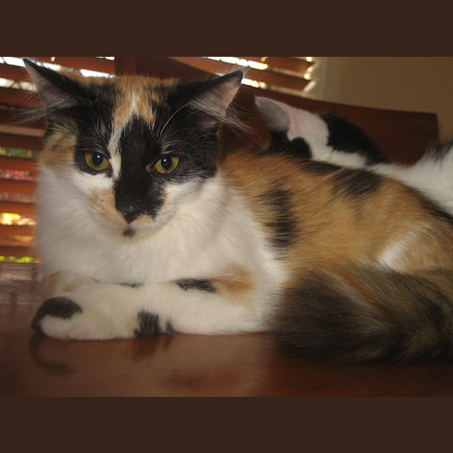 Photo of Polly