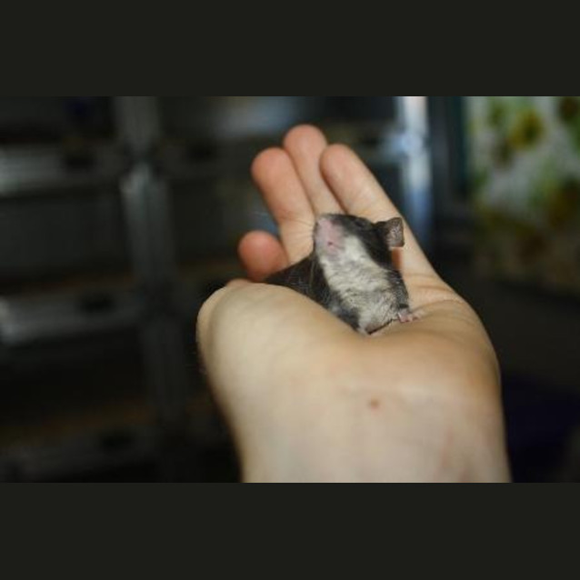 Photo of Ashes