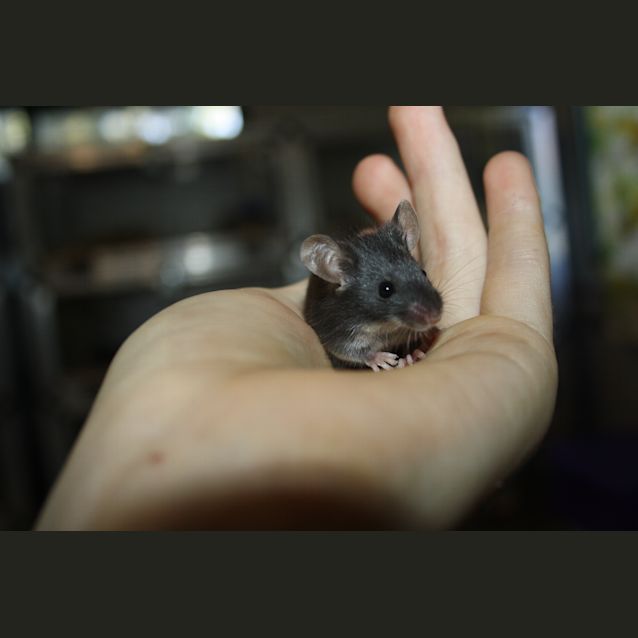 Photo of Gordon