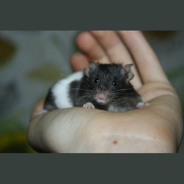 Photo of Mother Mouse